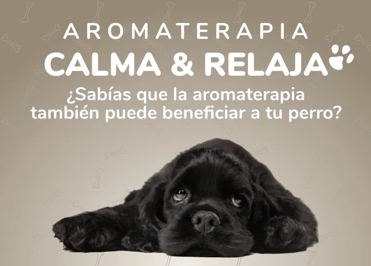 Aromaterapia para perros