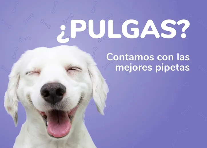 Pipetas contra pulgas
