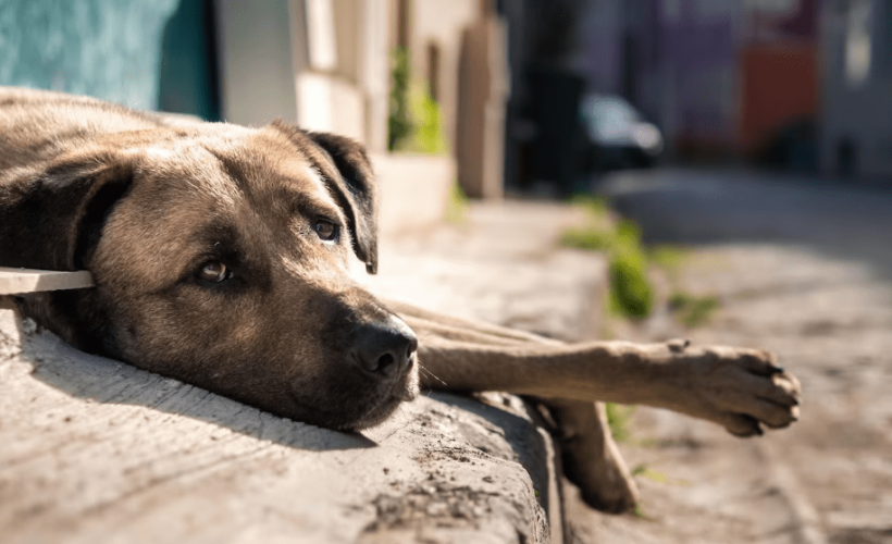Acciones a Tomar si tu Perro es Mordido en la Calle