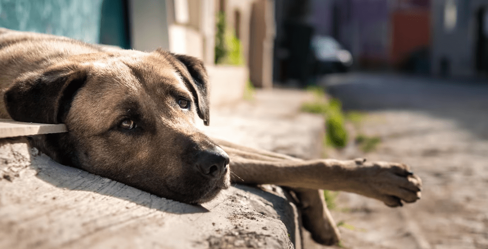 Acciones a Tomar si tu Perro es Mordido en la Calle 1 Acciones a Tomar si tu Perro es Mordido en la Calle