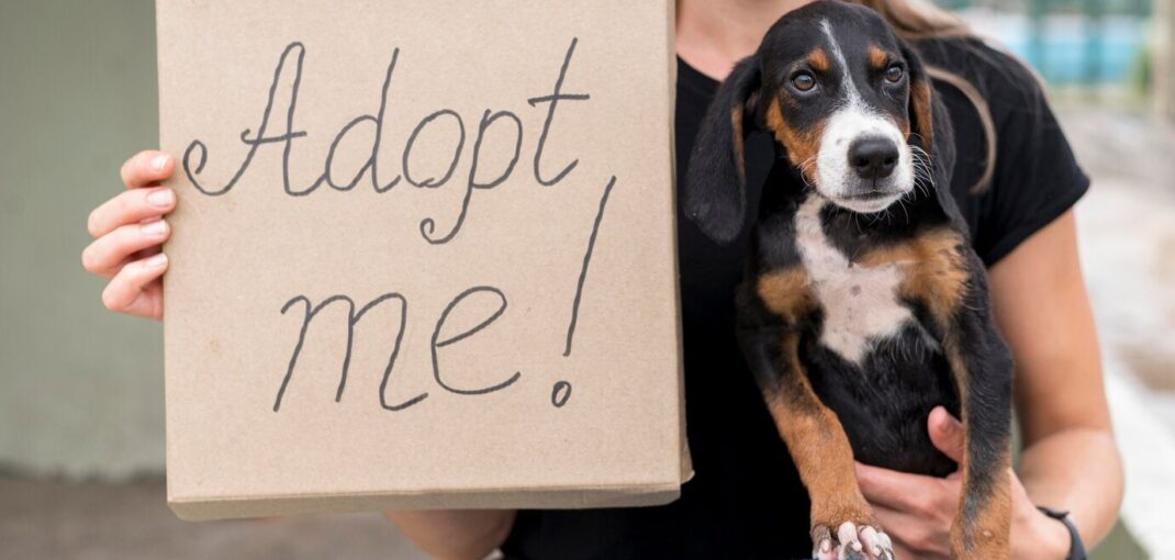 Beneficios y Desafíos de Adoptar Mascotas Rescatadas 1 Beneficios y Desafios de Adoptar Mascotas Rescatadas