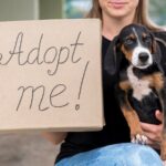 Beneficios y Desafios de Adoptar Mascotas Rescatadas