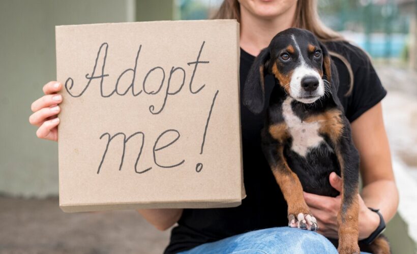 Beneficios y Desafios de Adoptar Mascotas Rescatadas