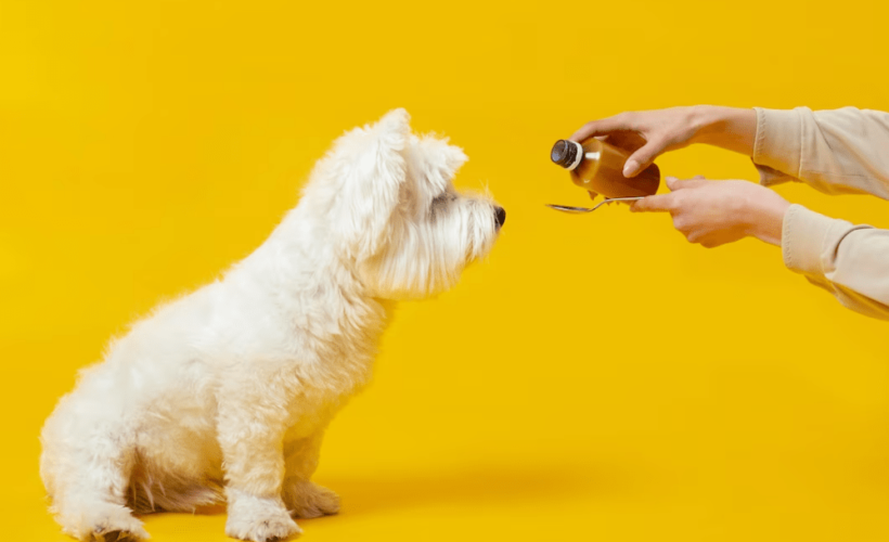 Como Administrar Medicamentos a tu Perro