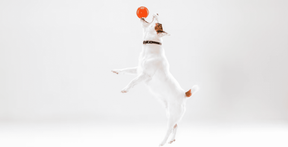 Como Ensenar Trucos Basicos a tu Mascota