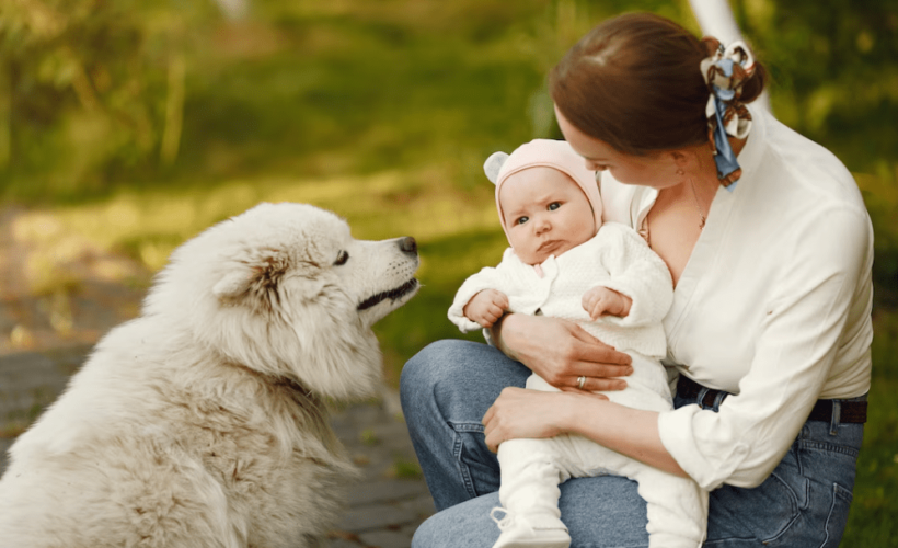 Como Preparar a tu Mascota para la Llegada de un Bebe