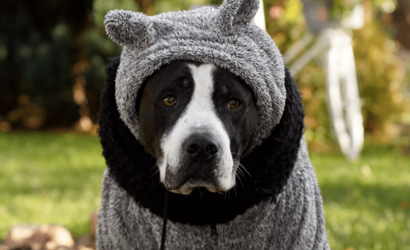 Como Proteger a tu Mascota de las Inclemencias del Clima 1