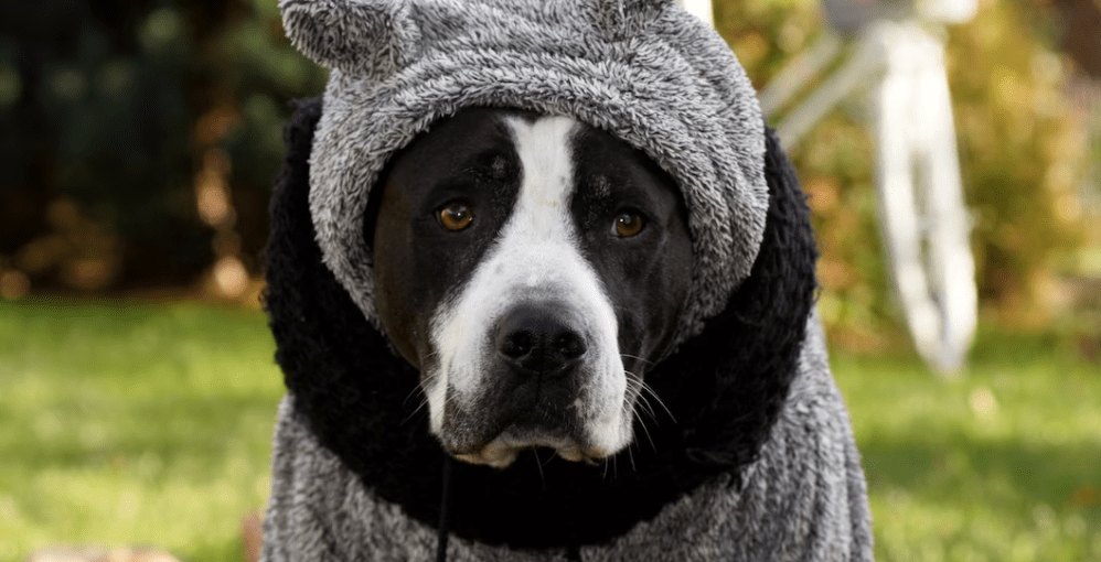 Cómo Proteger a tu Mascota de las Inclemencias del Clima: Adaptaciones para Verano e Invierno 1 Como Proteger a tu Mascota de las Inclemencias del Clima 1