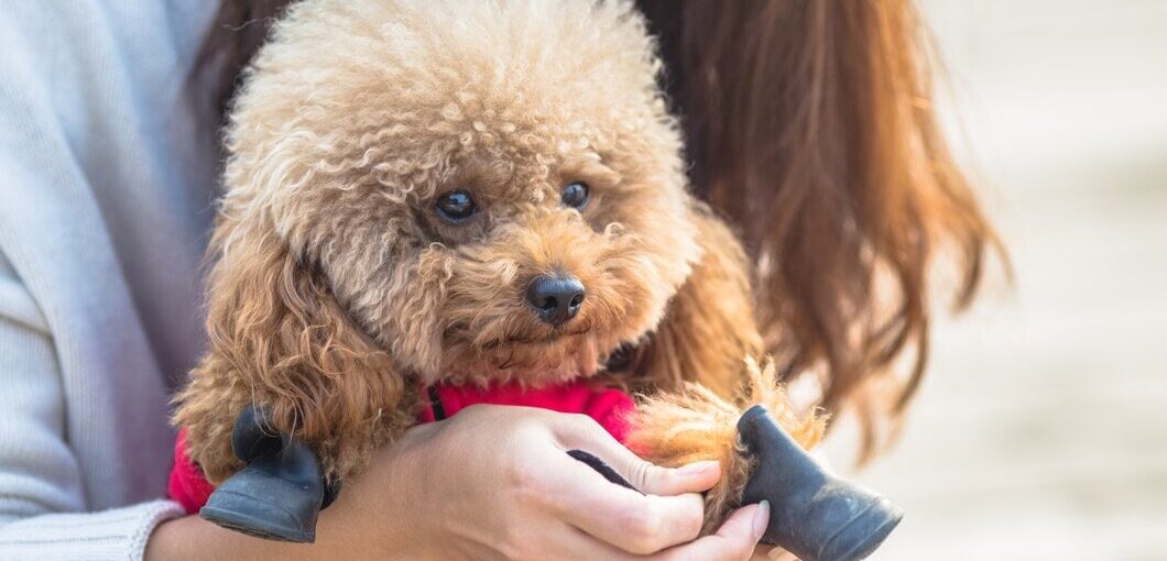 Cuidados Especiales para Mascotas con Discapacidades