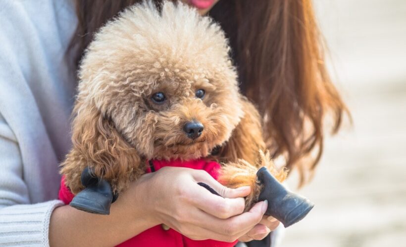 Cuidados Especiales para Mascotas con Discapacidades