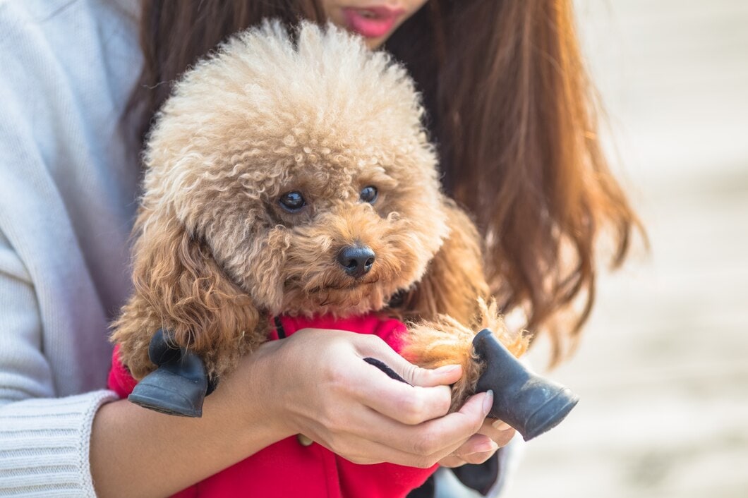 Cuidados Especiales para Mascotas con Discapacidades