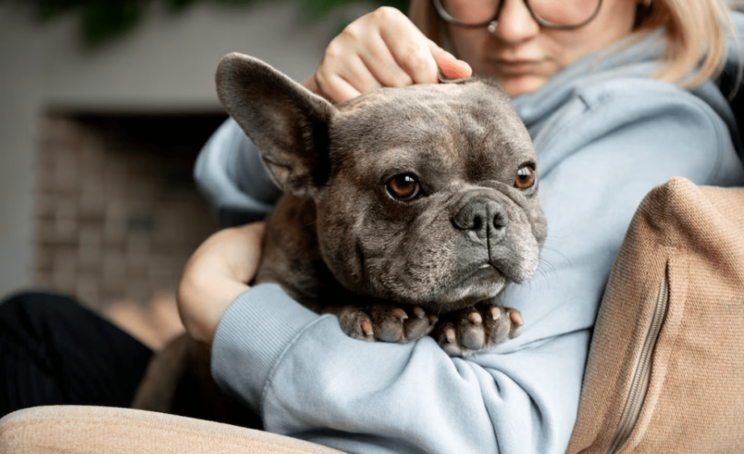 Cuidados Especiales para Mascotas de Edad Avanzada