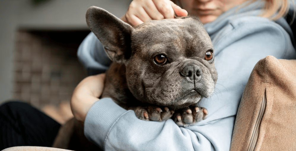 Cuidados Especiales para Mascotas de Edad Avanzada 1 Cuidados Especiales para Mascotas de Edad Avanzada