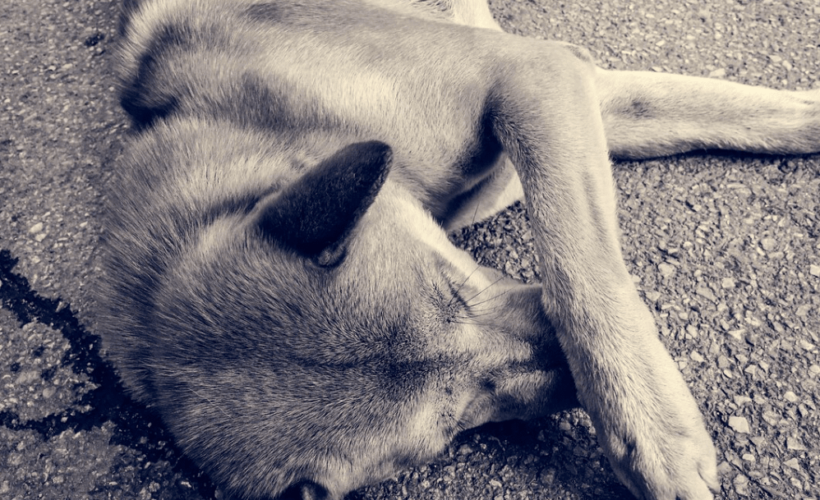 Denunciando el Maltrato Animal Como Reportarlo y Combatirlo