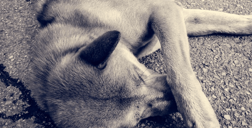 Denunciando el Maltrato Animal: Cómo Reportarlo y Combatirlo 1 Denunciando el Maltrato Animal Como Reportarlo y Combatirlo