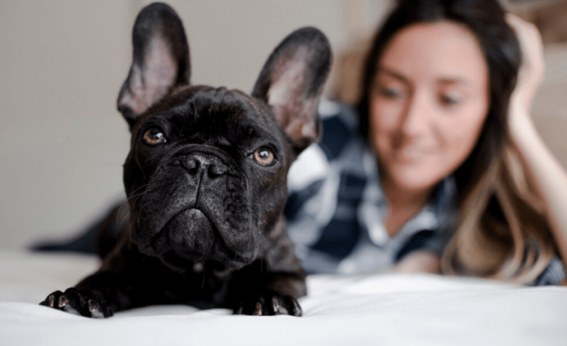 Entendiendo el Lenguaje Corporal de tu Mascota