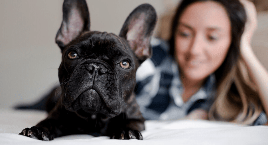 Entendiendo el Lenguaje Corporal de tu Mascota