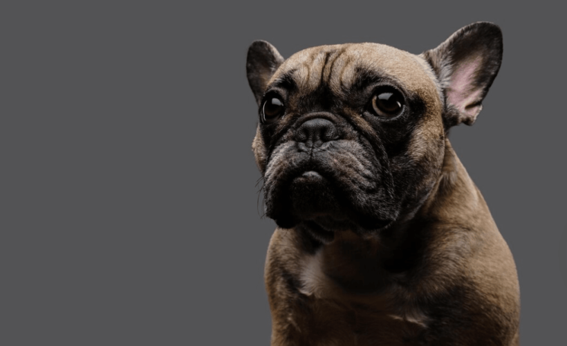 Guia Especializada de Cuidados para Mascotas Braquicefalas 1