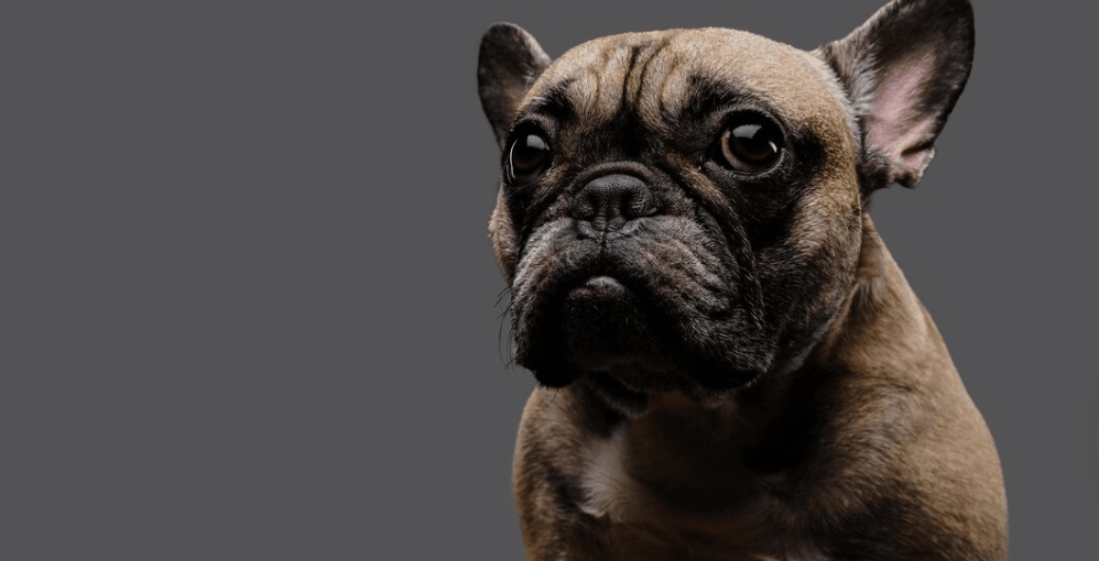 Guia Especializada de Cuidados para Mascotas Braquicefalas 1