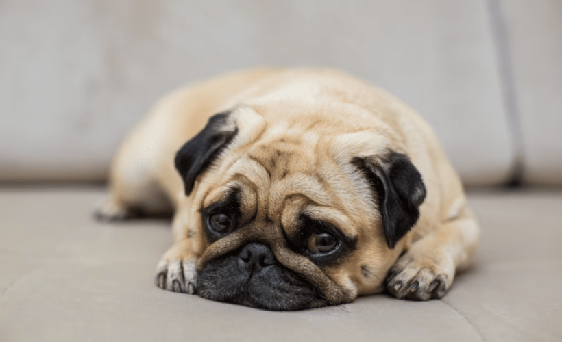 Como Lidiar con la Perdida de una Mascota