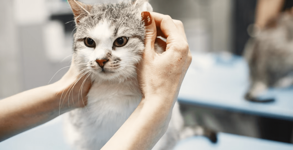 ¿Deberias Banar a tu Gato 1