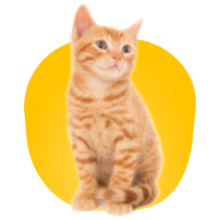 Gatos